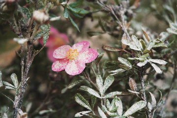 Pink flower of Potentilla close up covered with white dust. Autumn floral background.