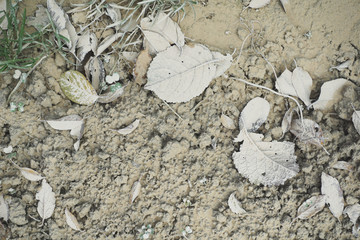 Fallen leaves covered with white dust on the ground. Winter background.