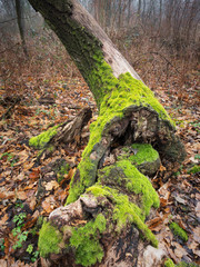 Alter Baum mit Moos im Wald