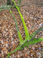 Ast mit Moos im Wald