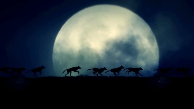 Small Pack of Wolves Running on a Rising Full Moon Night