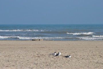 Fototapeta na wymiar 3 Seagulls