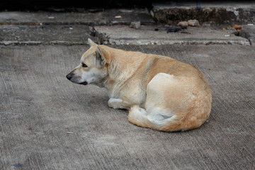 The stray dog resting on concrete road