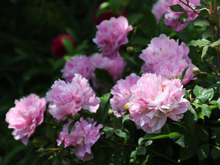 Lush flowering of pink peonies in a spring garden.
