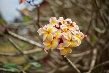 Fototapeta premium Plumeria blossom on a tree without leaves.