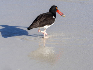 American oystercatcher, Haematopus palliatus, fish in crustacean sand, Santa Cruz, Galapagos,...