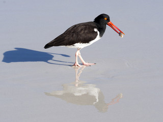 American oystercatcher, Haematopus palliatus, fish in crustacean sand, Santa Cruz, Galapagos, Ecuador.