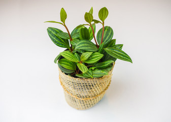 Peperomia puteolata in small pot on white background