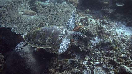 Obraz premium Side view of a swimming green sea turtle at the komodo islands