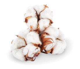 three cotton plant flowers