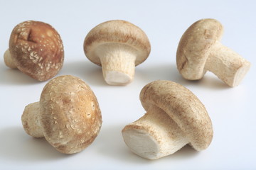 Fresh shiitake mushroom from Miyagi Prefecture