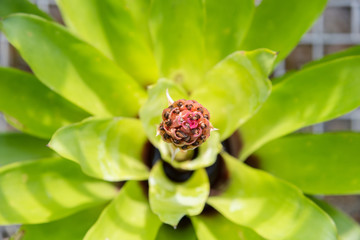 Pineapple coloring flower in the garden.