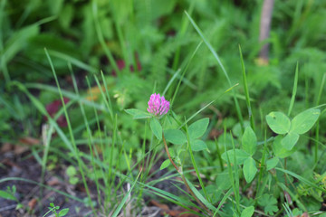 Violet clover flower