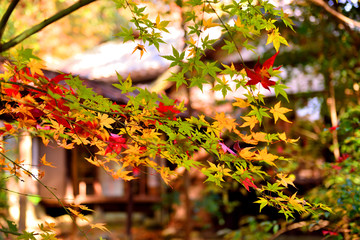 無迹庵の紅葉