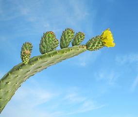 Cactus with yellow flowers