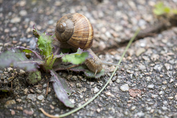 Weinbergschnecke (Helix pomatia)