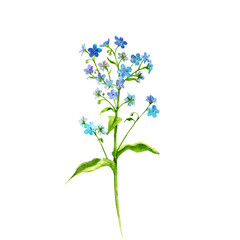 Fototapeta premium Set of watercolor drawing herbs and leaves