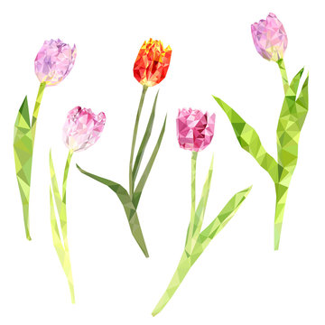vector red and pink tulips