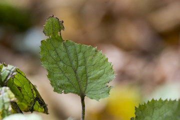 Buchenblätter im Herbst