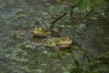 grenouille