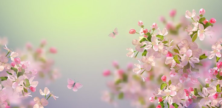 Spring Cherry Blossom