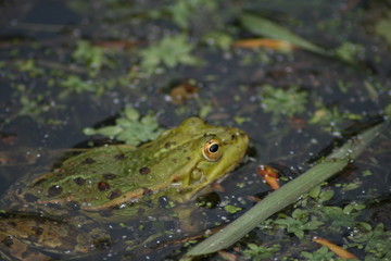 grenouille