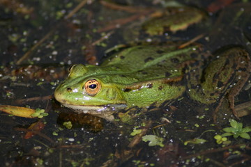 grenouille