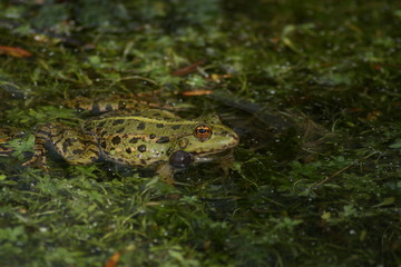 grenouille