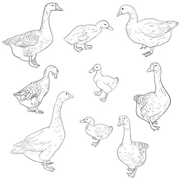 vector sketch of geese, ducks and goslings