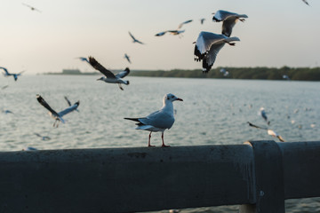 seagulls on the beach