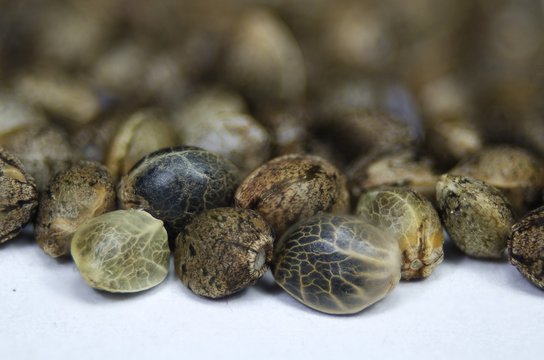 Hemp marijuana seeds macro view