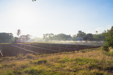 Sprinkler irrigation Watering in the evening