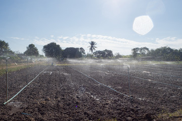 Sprinkler irrigation Watering in the evening