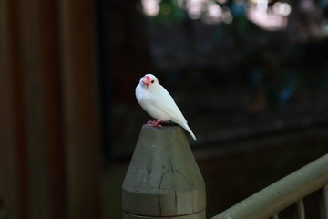 oiseau