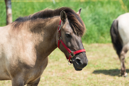 Pferdekopf mit rotem Zaumzeug in Blickrichtung nach rechts mit einem Pferdehinterteil im Hintergrund