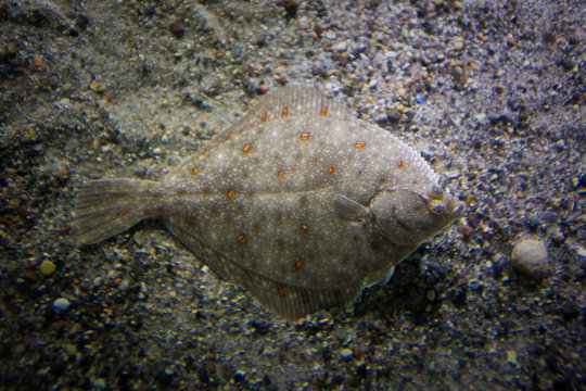 Scholle im Aquarium