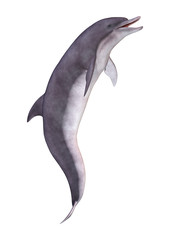 3D Rendering Dolphin on White
