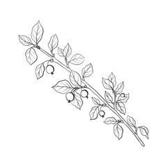 vector twig with leaves