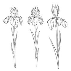 vector drawing flowers