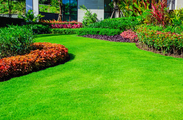 Green lawn, the front lawn for background, Garden landscape design, Design background