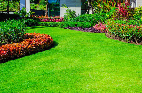 Fototapeta Green lawn, the front lawn for background, Garden landscape design, Design background
