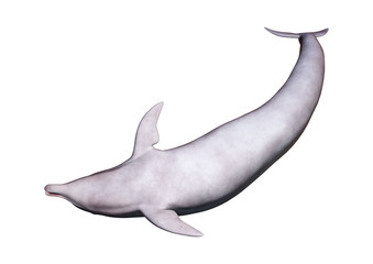 Naklejka na ściany i meble 3D Rendering Dolphin on White