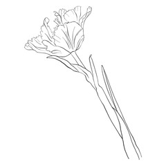 vector drawing flower