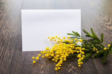 Mimosa and paper on a wooden background