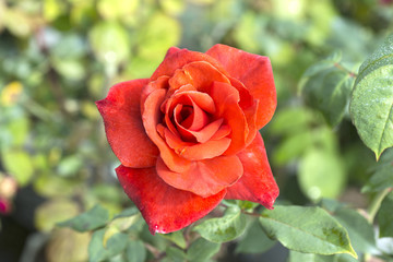 Red rose  Against a Green Leaved Background.