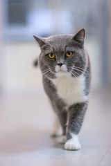 Gray British shorthair cats, indoors