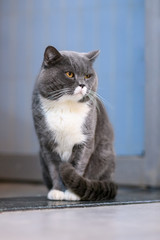 Gray British shorthair cats, indoors