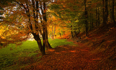 The edge of the forest
