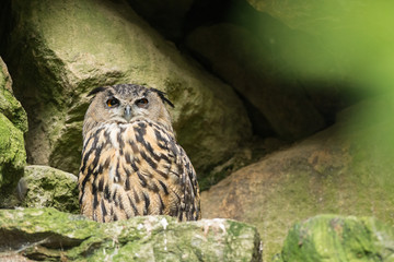 Hibou grand-duc