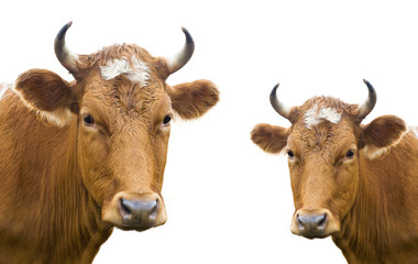 two cow heads, isolated